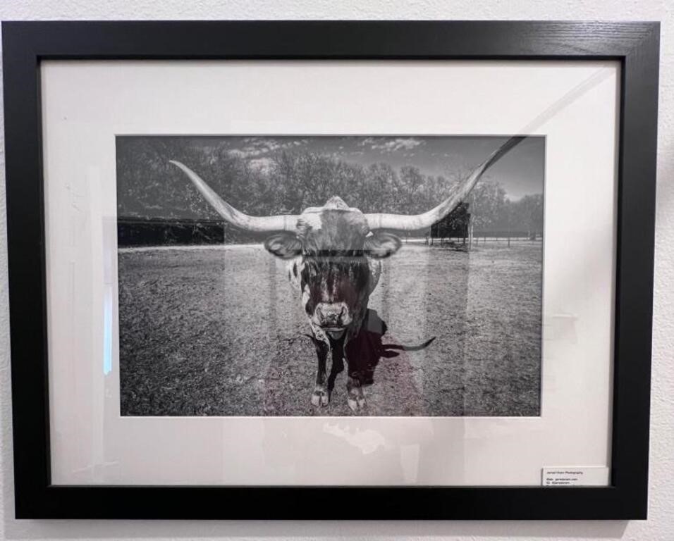 ?The Texas Bull? Photography by Jarrod Oram. Frame