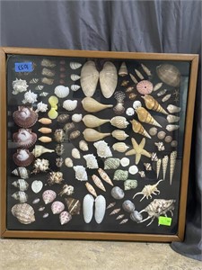 Seashell Collection Polished And Shadowbox Arrange