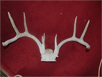 White Tail Antlers