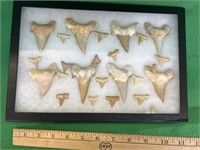 Display of Shark teeth