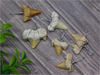 SHARK TEETH PENDANTS ROCK STONE LAPIDARY SPECIMEN