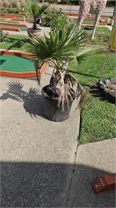 3- Palm tree plants and planters