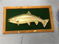 Taxidermy coho salmon on wooden frame. 28" x 10"