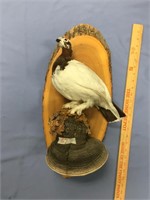 taxidermy ptarmigan mounted on a wood plaque and "
