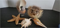 Puffer fish, sea shells, star fish