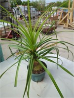 Small Ponytail Palm