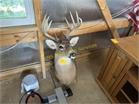 Deer Mount - 10pt