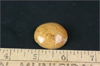 Polished Fossil Sea Urchin, 18 grams