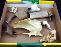 Vintage Assorted Animal Bones Skulls & Hooves Lot