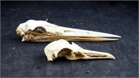 2 Vintage Long Beak Shore Bird Skulls Lot