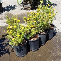 (8) Marmalade Potentilla Plants