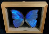 Blue Morpho Godarti Butterfly Specimen