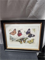 Butterfly Framed Art Decor