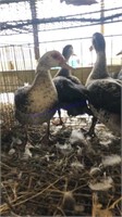 4 Muscovy Hens