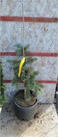 Weeping Blue Spruce