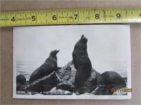 Postcard Picture Sea Lions Oregon Coast 1940s