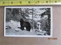 Postcard Picture Black Bear 1940s