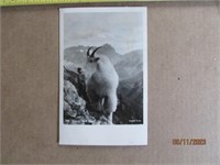 Postcard Picture Glacier Park Goat 1940s