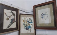 3 Bird Prints