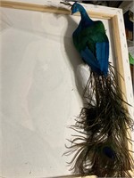 Cool peacock with real feathers