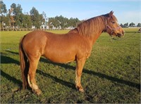 (VIC) MARIANA LODGE CHERRY ROSE - WELSH C MARE