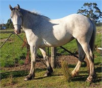 (TAS) XENA - CLYDESDALE X FILLY