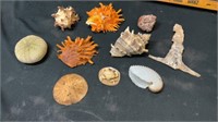 Shells and sea creatures
