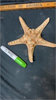 Large star fish