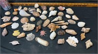 Box of shells