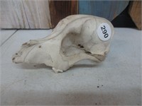 7" Long Animal Skull