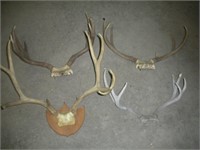 Mule Deer Antlers