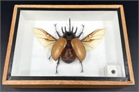 Five-Horned Rhino Beetle Open Wing in Display Case