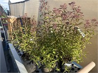 3 Lot of 1 ea 1 Gal Spiraea- Anthony Waterer