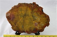 Arizona Petrified Wood