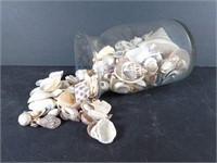 Large Jar Full of Large Seashells