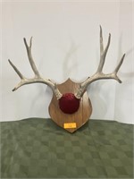 9 point whitetail antlers
