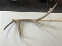 Elk antler shed large