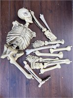Skeleton and Bones Halloween Decoration