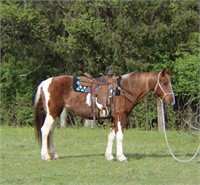 BELL 15 HAND CROSSBRED MARE
