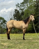 SISSY 8 YEAR OLD MARE