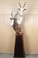 African Game Animal Mount