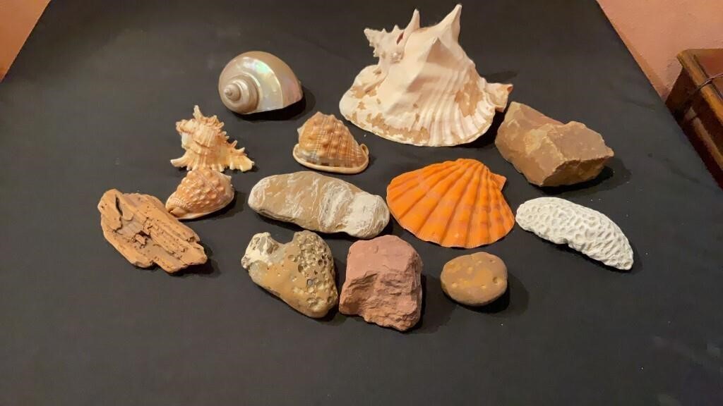 Assorted Shells, Coral & More