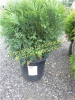 GLOBE ARBORVITAE