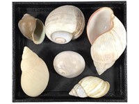 Babylonia Helix & Other Sea Shells