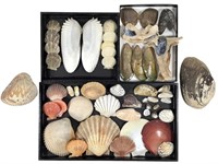 Clam & Other Shells