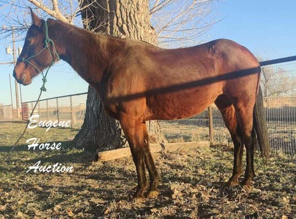 December Horse Auction