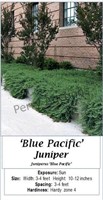 JUNIPER SPREADER BLUE PACIFIC