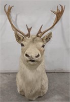 (AR) Taxidermy Caribou Wall Mount 29" (18 point)