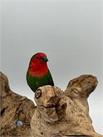 Red Throated Parrot Finch pair