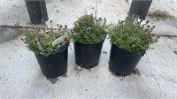 3 Lots of 1 ea 1gal Orange Scent Thyme